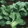 Mei Qing Choi, Pak Choi Seeds - Packet thumbnail number null